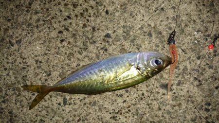 新規ポイントで